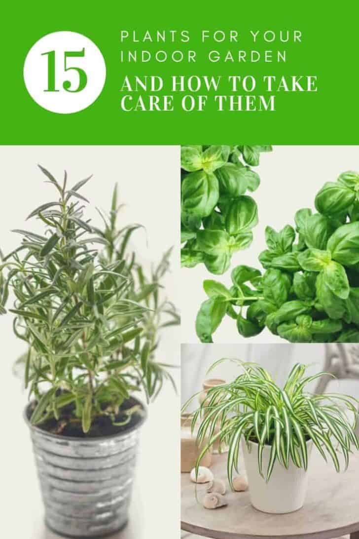 15 Plants for your Indoor Garden and how to take care of them 8 - Flowers & Plants